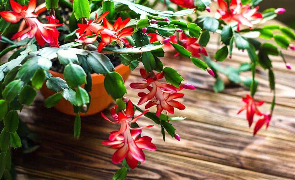 blog cactus de navidad