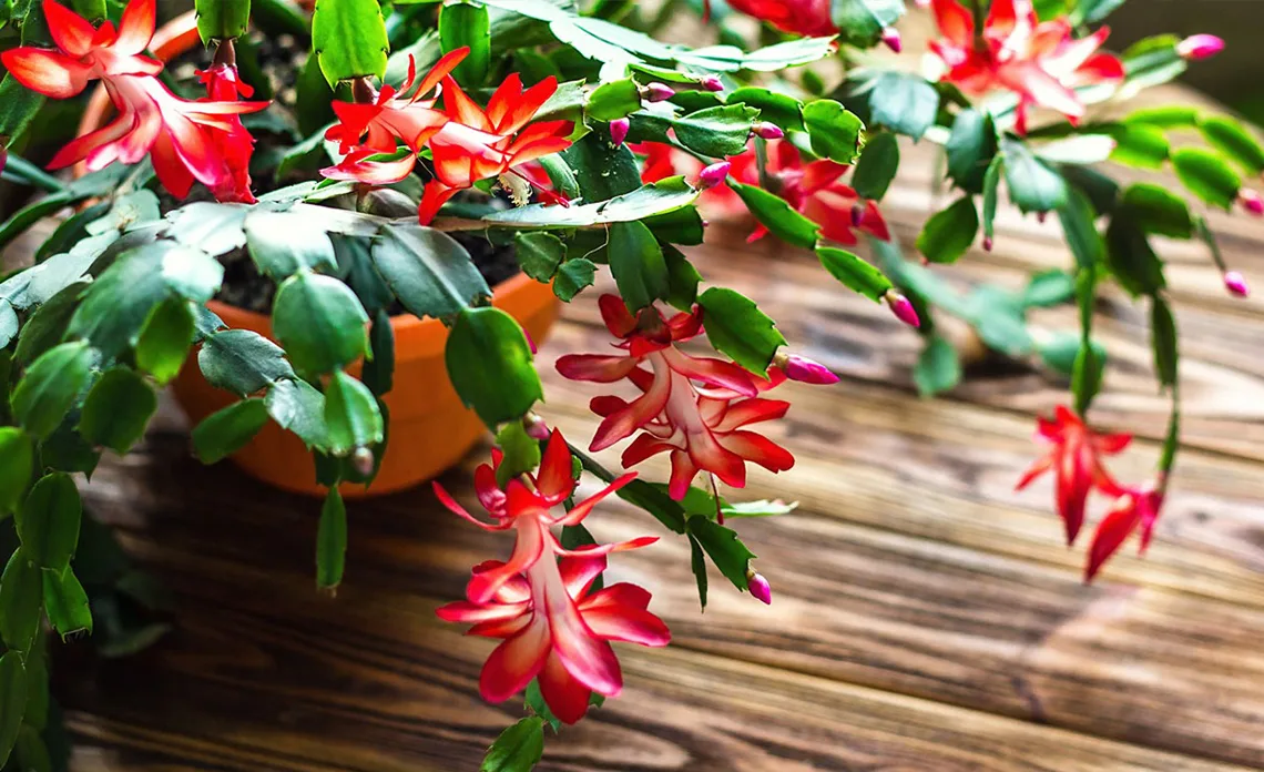 Cactus de Navidad: cmo cuidarlo para que florezca cada invierno sin  complicaciones
