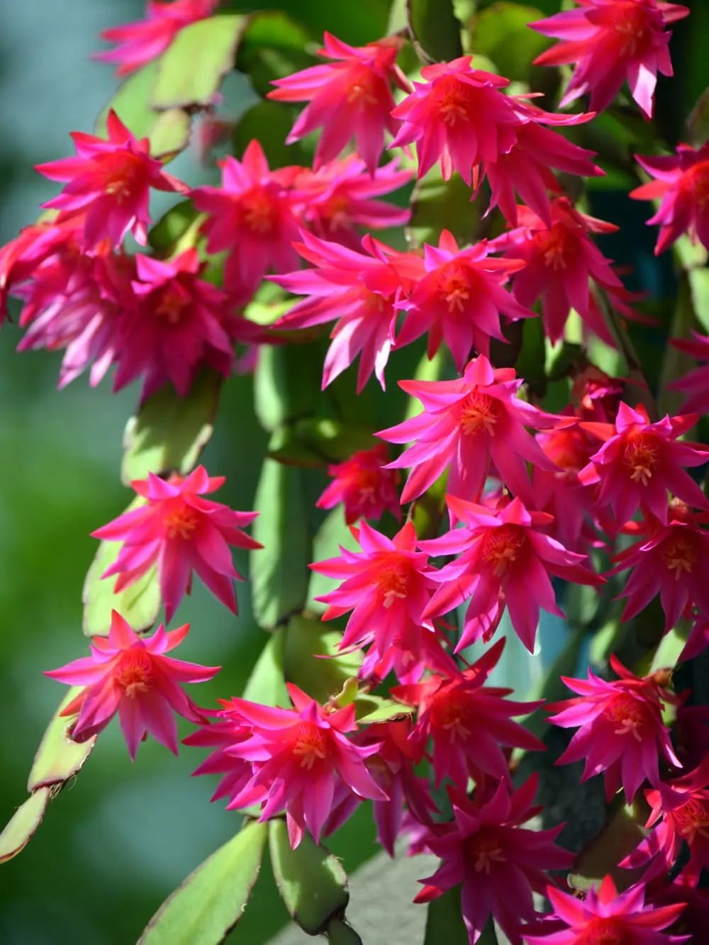 cactus de navidad 8f5838de 25112