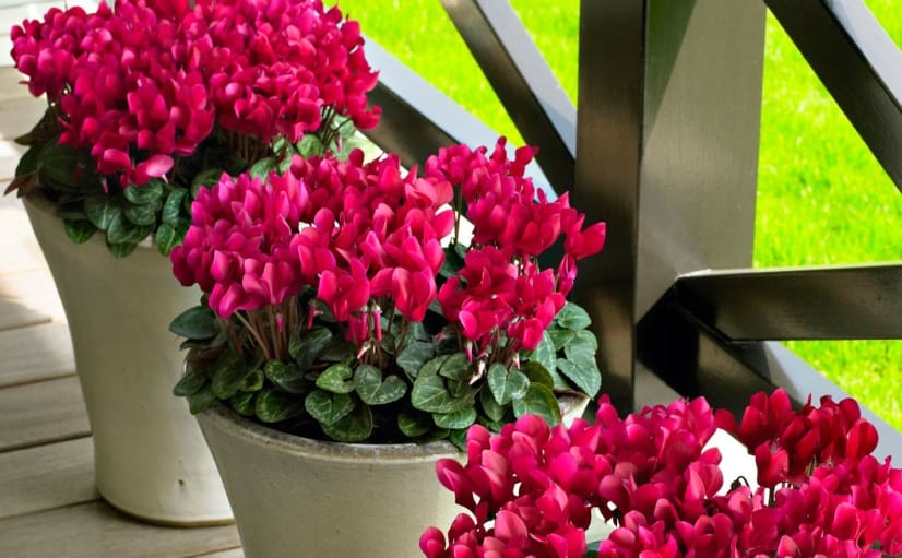 ciclamenes 826x511 1