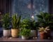7 plantas resistentes para casas con poca luz en invierno