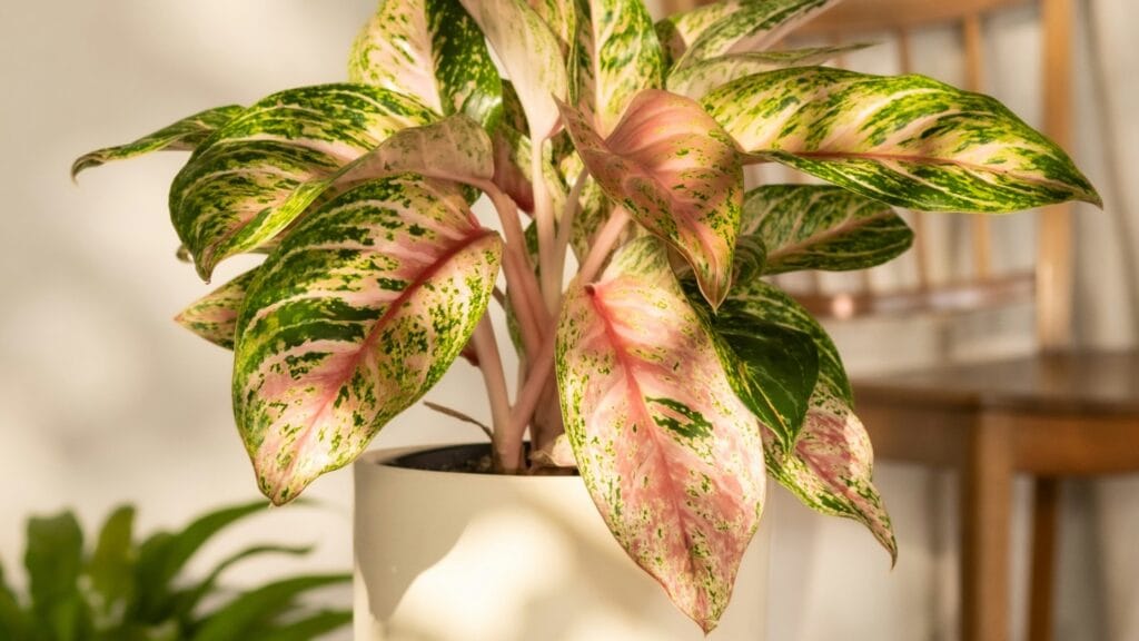 aglaonema