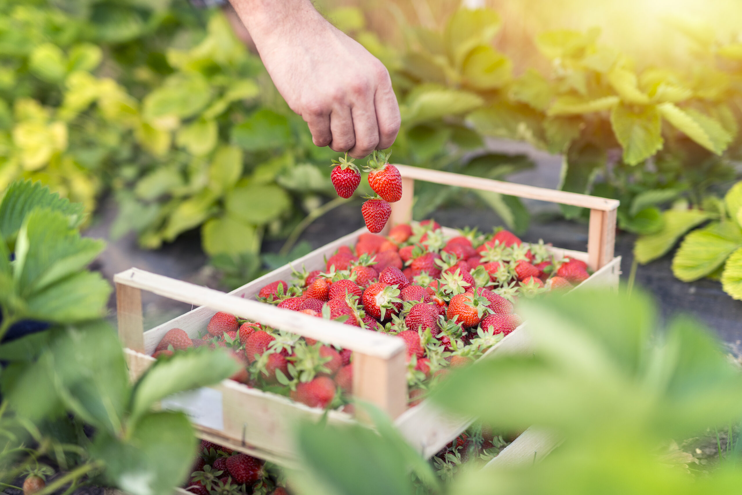Guía completa para plantar y cultivar fresas: cuándo sembrar, cuidados y cosecha