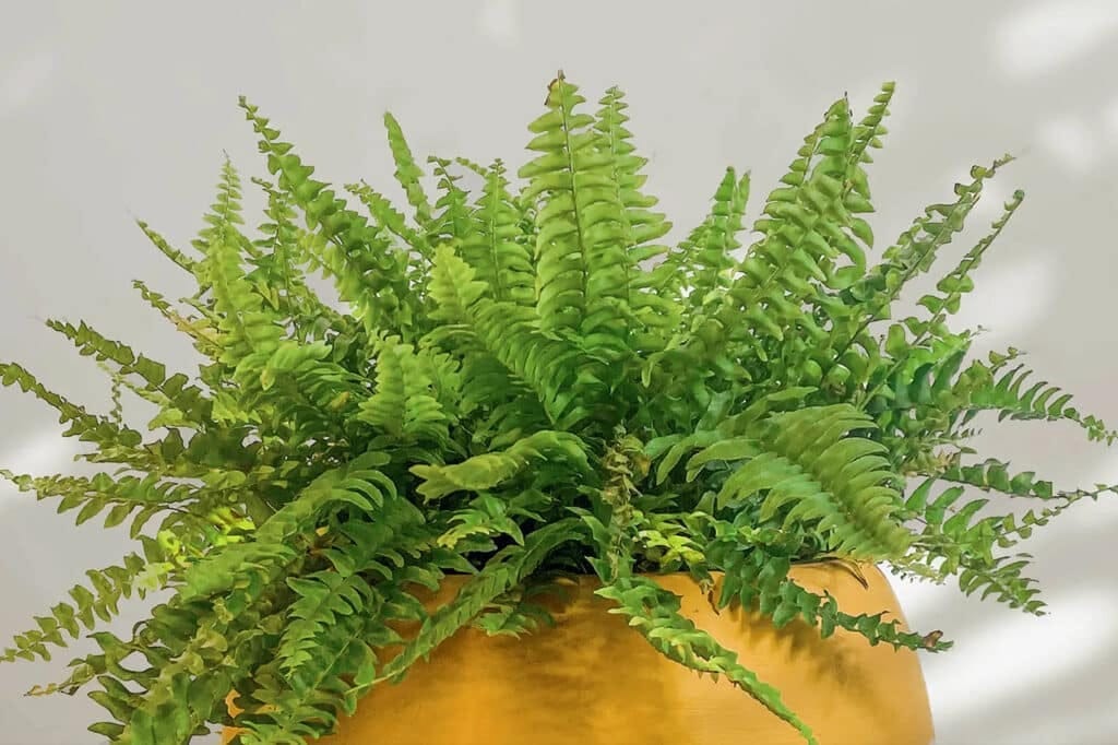 helecho blecno 1024x682 1