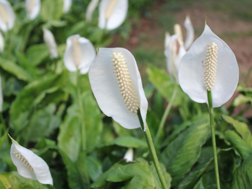 lirio de la paz variedades