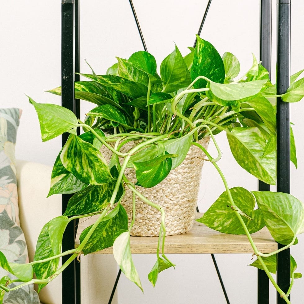 Photos Poto cuidados completos de la planta colgante mas resistente