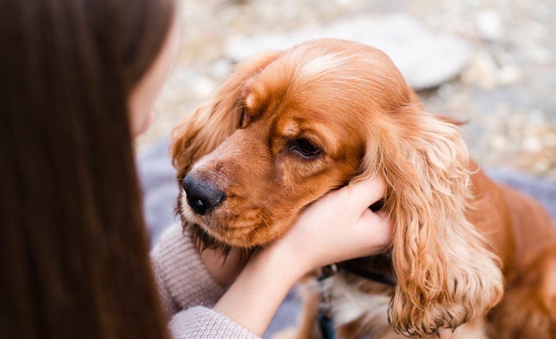 blog como saber si mi perro tiene pulgas