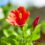 Cómo cuidar el hibiscus en maceta