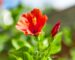 Cómo cuidar el hibiscus en maceta