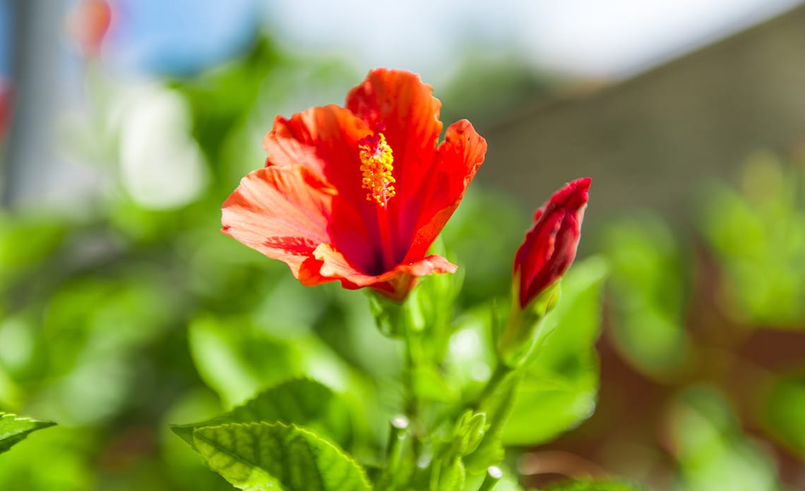 Cómo cuidar el hibiscus en maceta