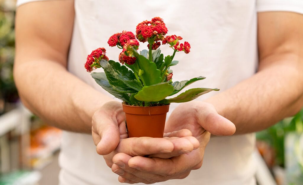 Kalanchoe: la planta suculenta que florece todo el año y es fácil de cuidar