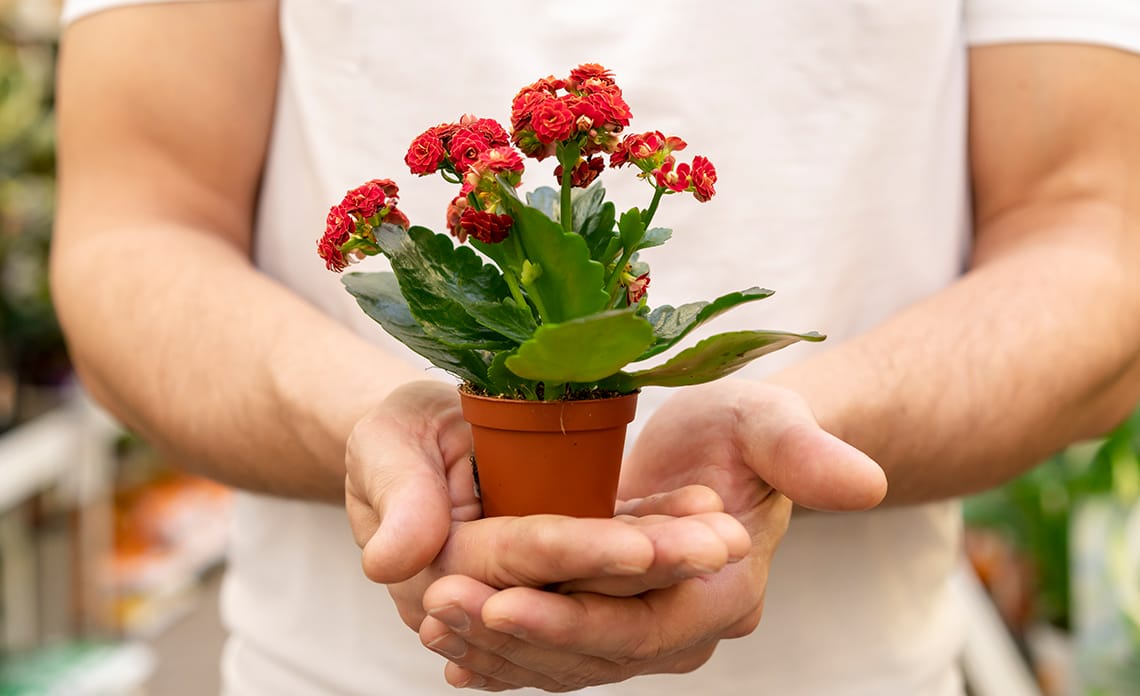 Kalanchoe: la planta suculenta que florece todo el año y es fácil de cuidar