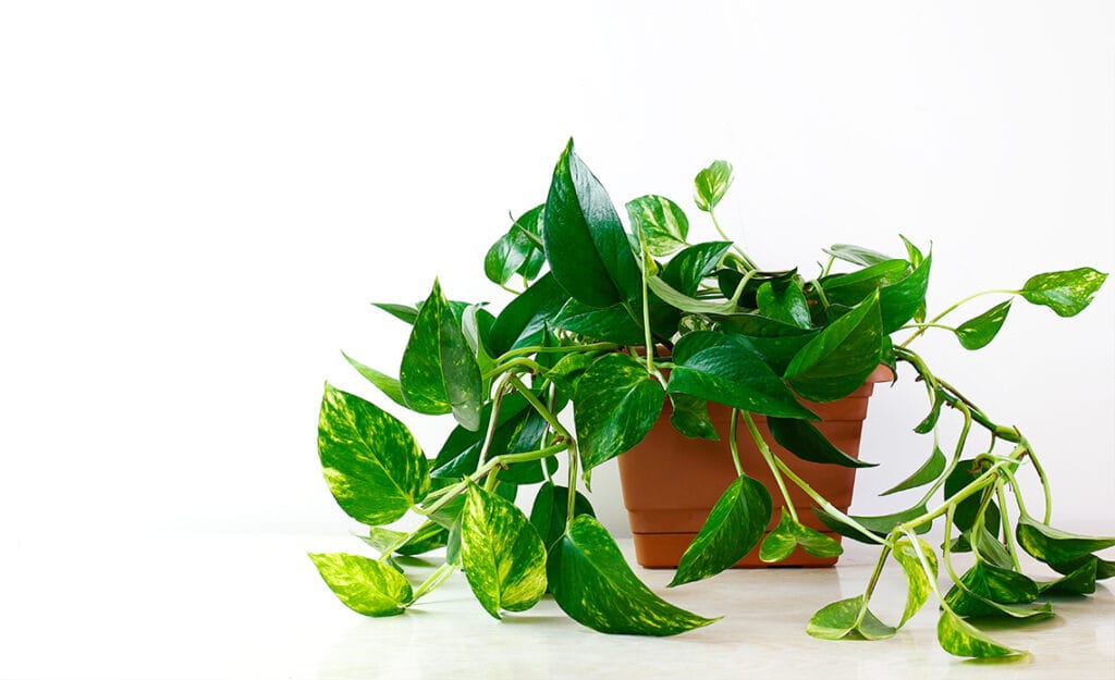 Photos (Poto): cuidados completos de la planta colgante más resistente