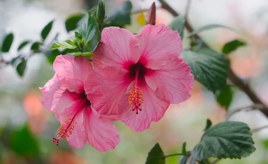 cuidados del hibisco consejos y