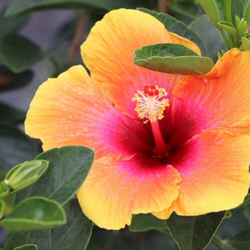 hibiscus rosa sinensis hollywood 1