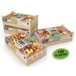 PATATA RED PONTIAC 100 BULBOS - Imagen 3