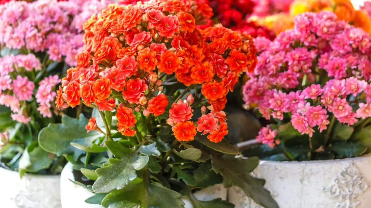 Kalanchoe: la planta suculenta que florece todo el año y es fácil de cuidar