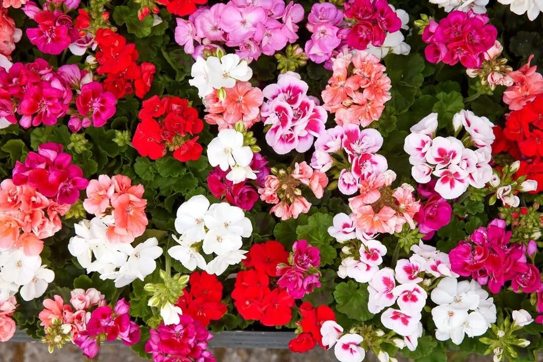 Geranios todo el año: guía completa de floración, poda y prevención de plagas