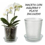 MACETA VIDRIO C/ PLATO ROMBO P