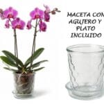 MACETA VIDRIO C/ PLATO EXAGONAL