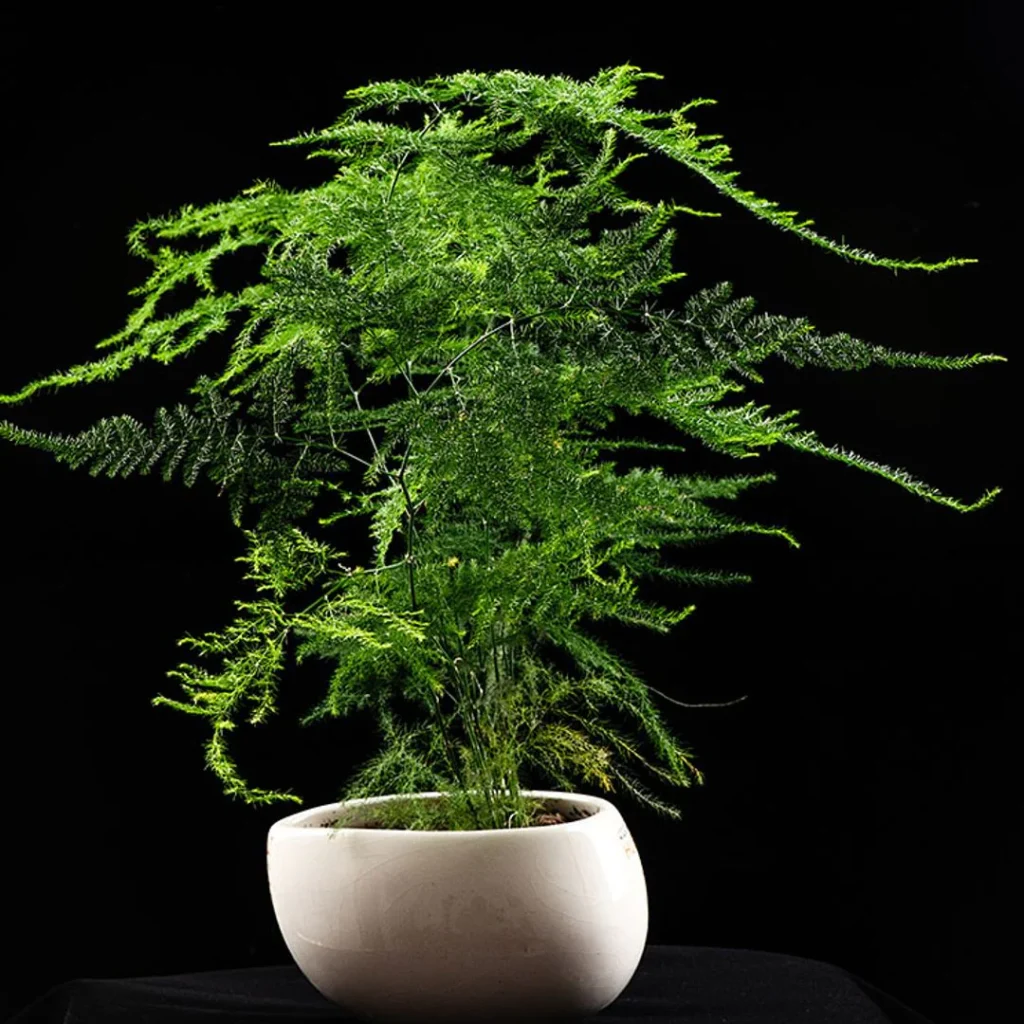 Esparraguera: cuidados, riego y dónde colocar esta planta resistente