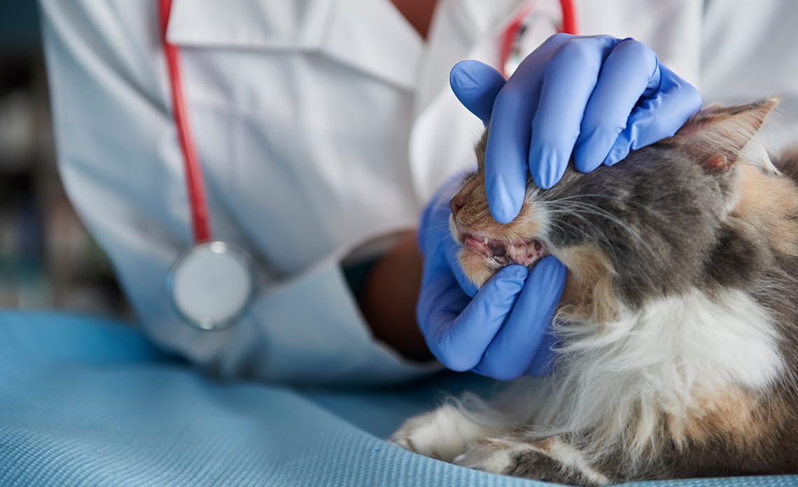 blog higiene dental gatos