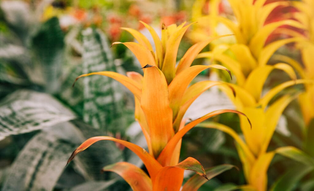 Cómo cuidar una bromelia en casa: luz, riego y floración paso a paso