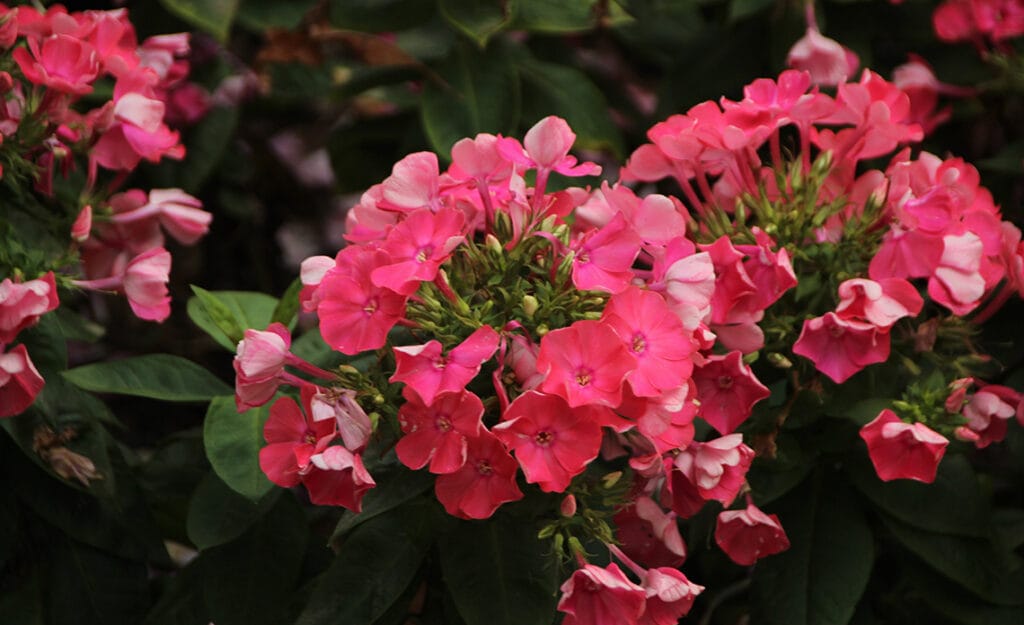 Geranios todo el año: guía completa de floración, poda y prevención de plagas