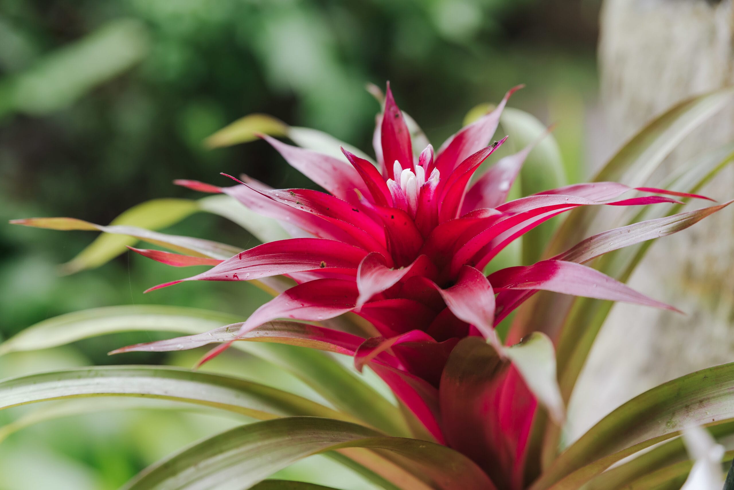 closeup shot beautiful guzmania flower scaled