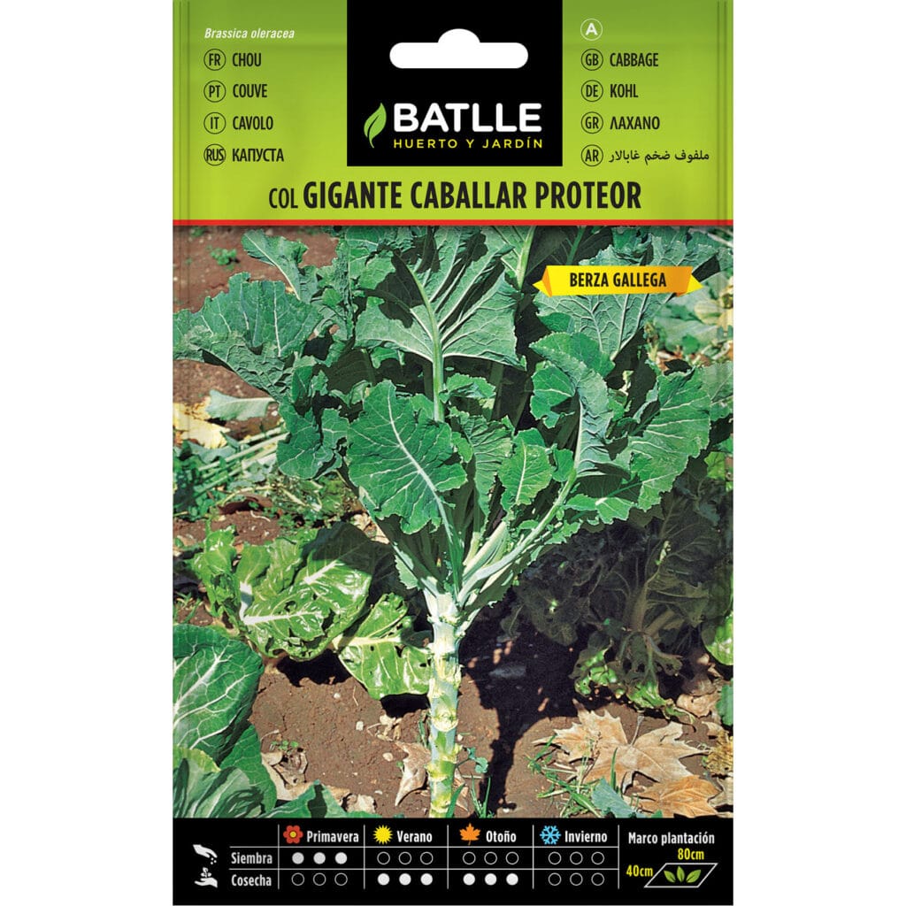 col forrajera gigante caballar