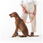 COLLAR MEMOPET ID NARANJA T-XS - Imagen 6