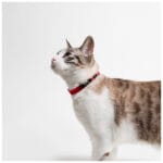 COLLAR MEMOPET GATO ID NARANJA - Imagen 4