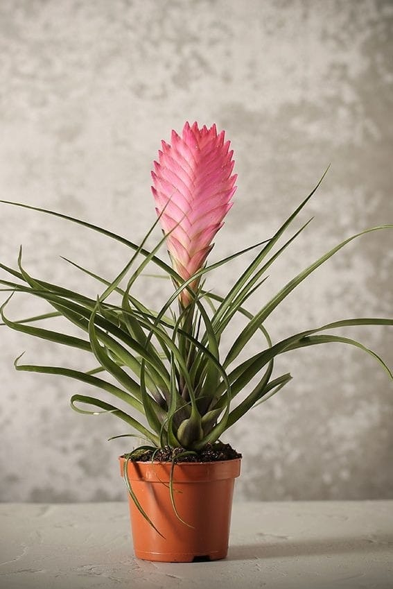 d80b5eba5fab cultivar bromelia 6