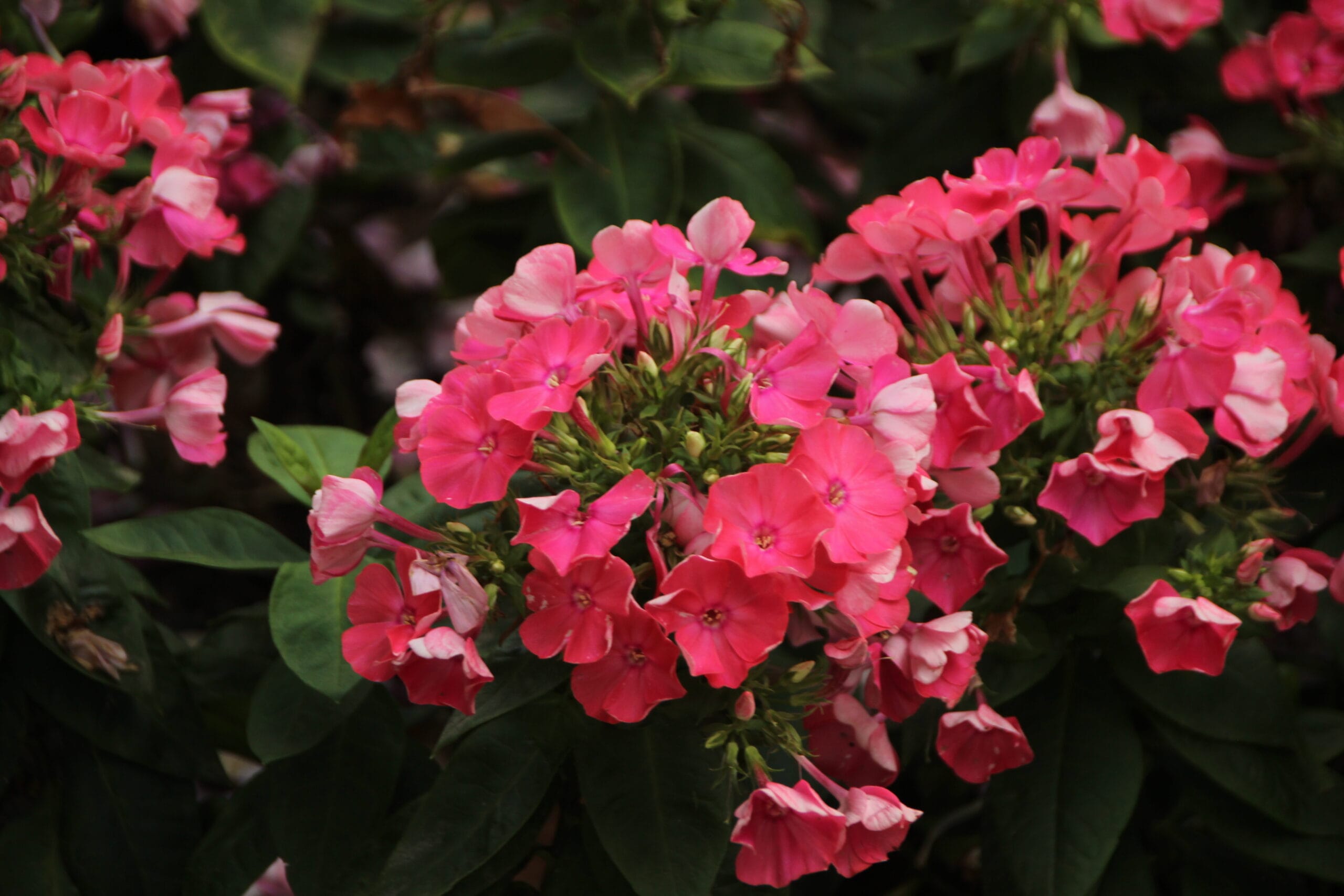 Geranios todo el año: guía completa de floración, poda y prevención de plagas