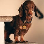 CHAPA HAMBURGUESA FOOD - Imagen 4