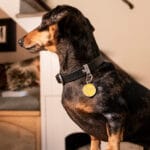 CHAPA PELOTA TENNIS CHARMS - Imagen 4