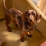 CHAPA RAYO CHARMS - Imagen 4