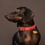 CHAPA HOT DOG FOOD - Imagen 5