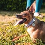 CHAPA HUELLA PQ. GRIS PURPURINA - Imagen 2