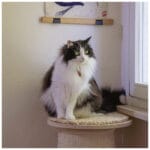 CHAPA FRESA FOOD - Imagen 4