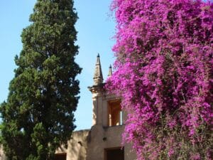 Cuidar buganvilla: guía completa