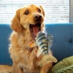 KONG WILDSHIELDZ PERCH T-M - Imagen 2