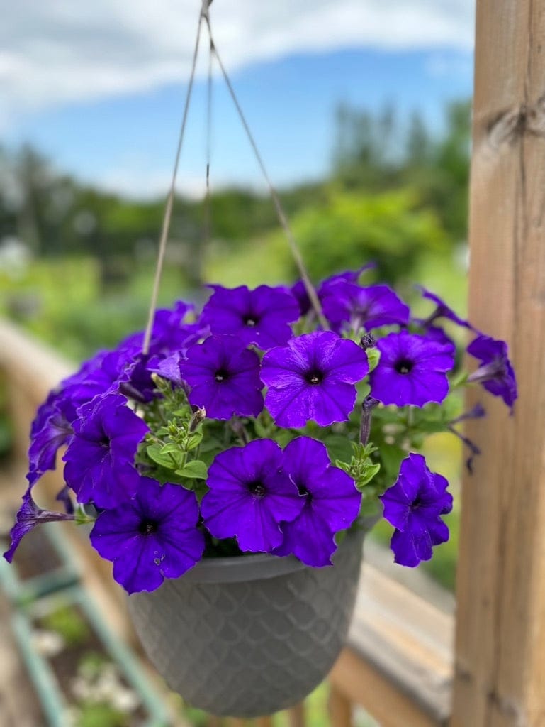 Tipos de petunias más comunes