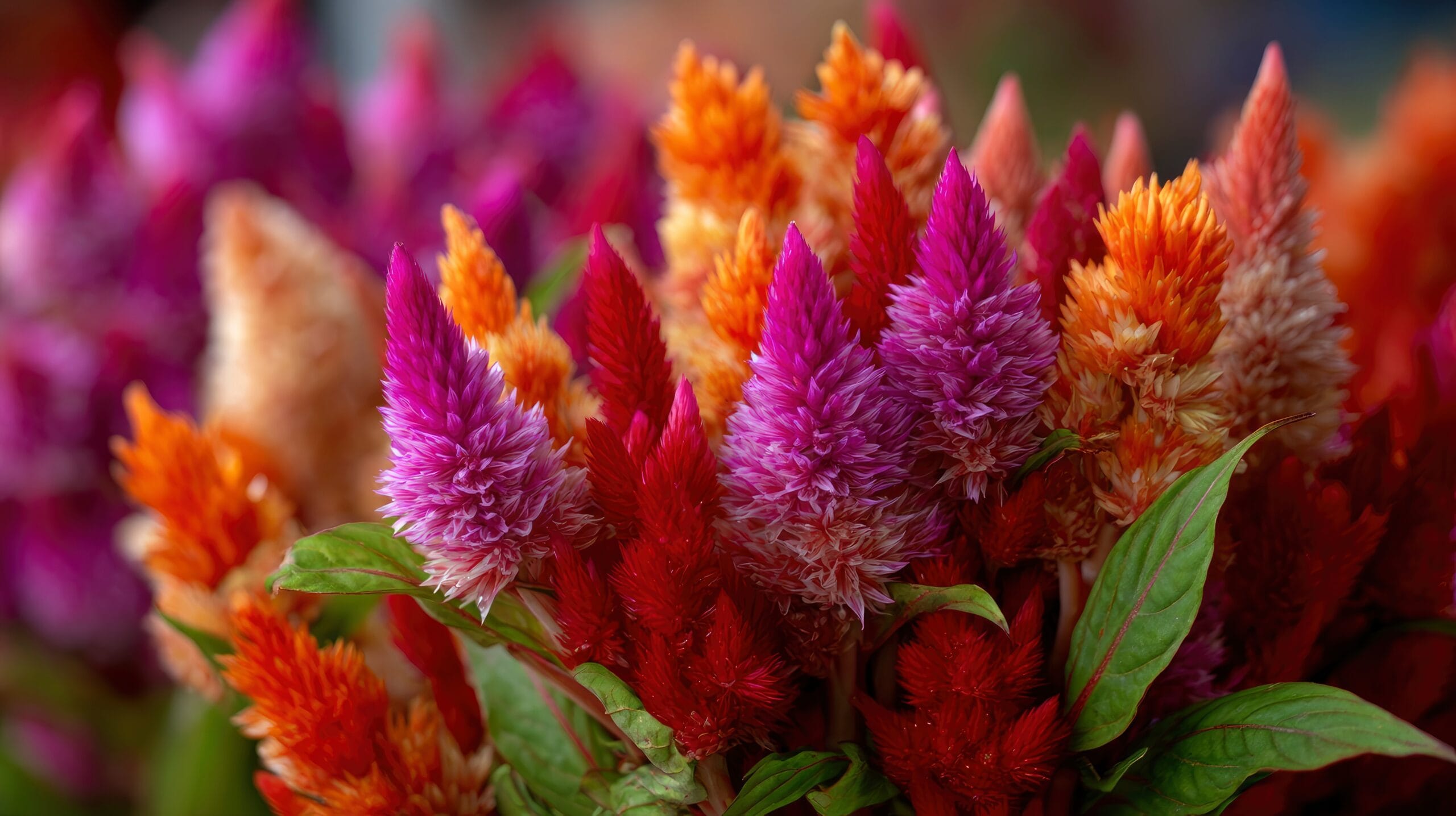 CÓMO CUIDAR LA CELOSIA EN VERANO E INVIERNO