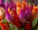 CUIDAR CELOSIA