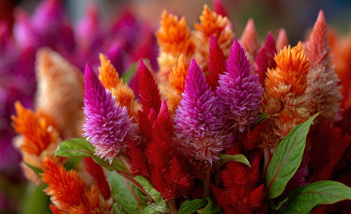 CUIDAR CELOSIA