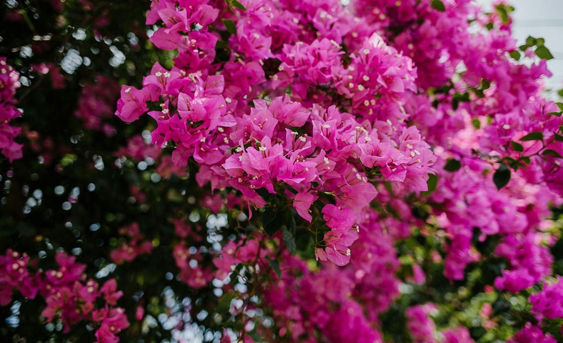 Cuidar buganvilla: guía completa