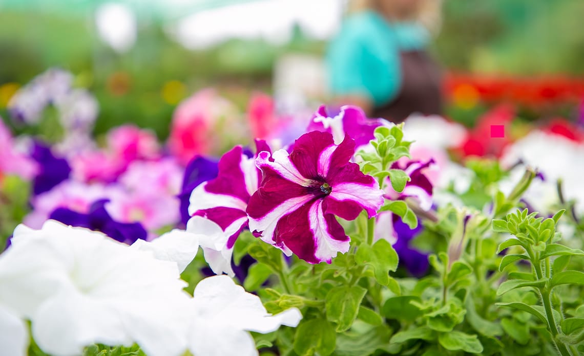 blog petunias