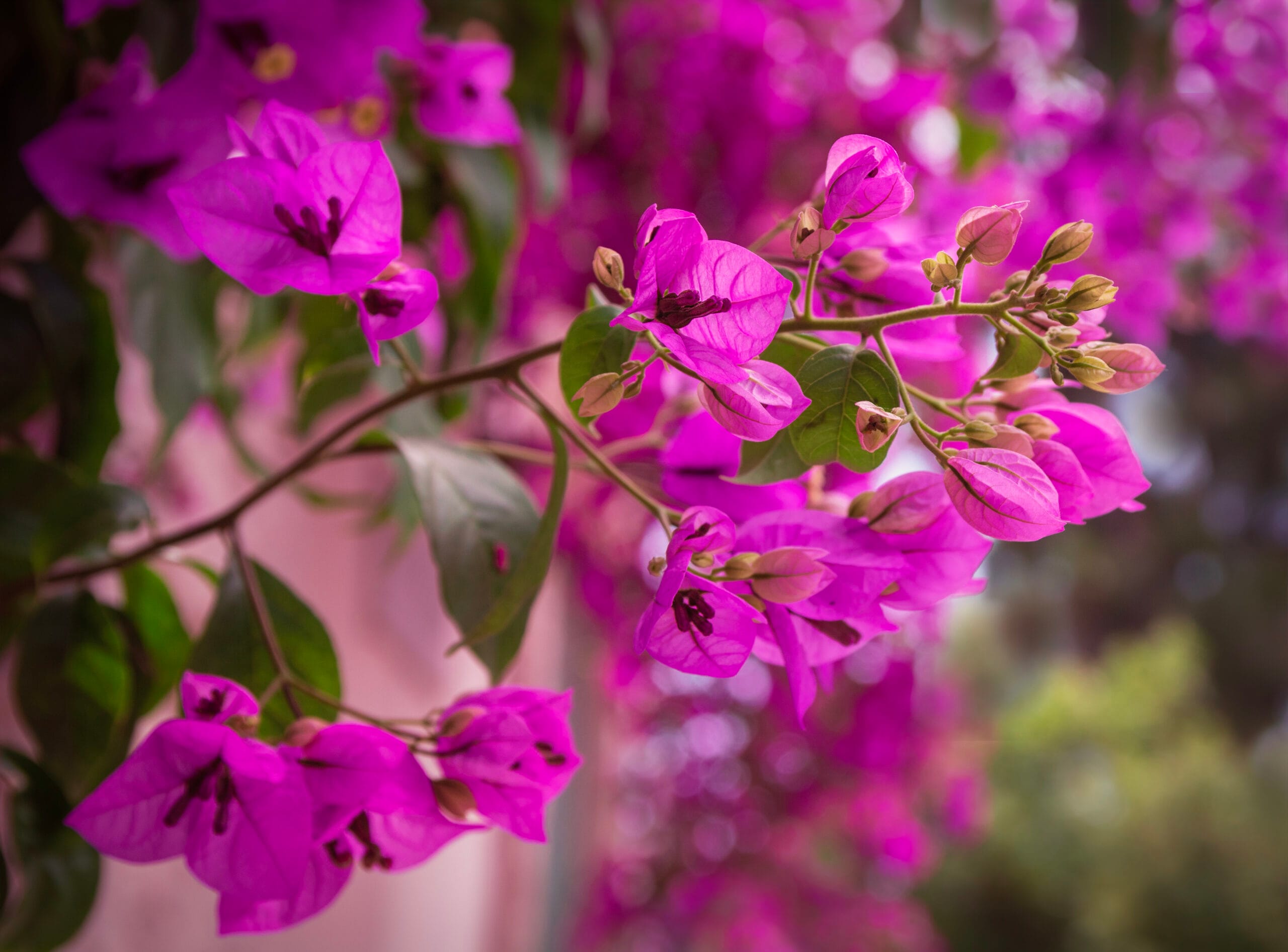 bougainvillea flower plant purple petal leaf 1675016 pxhere.com scaled