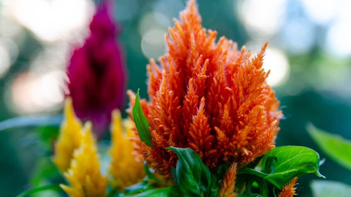Cuándo florece la celosia